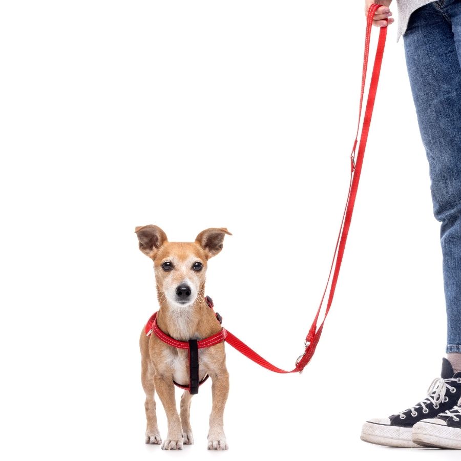Correa roja reflectante con asa acolchada para perros