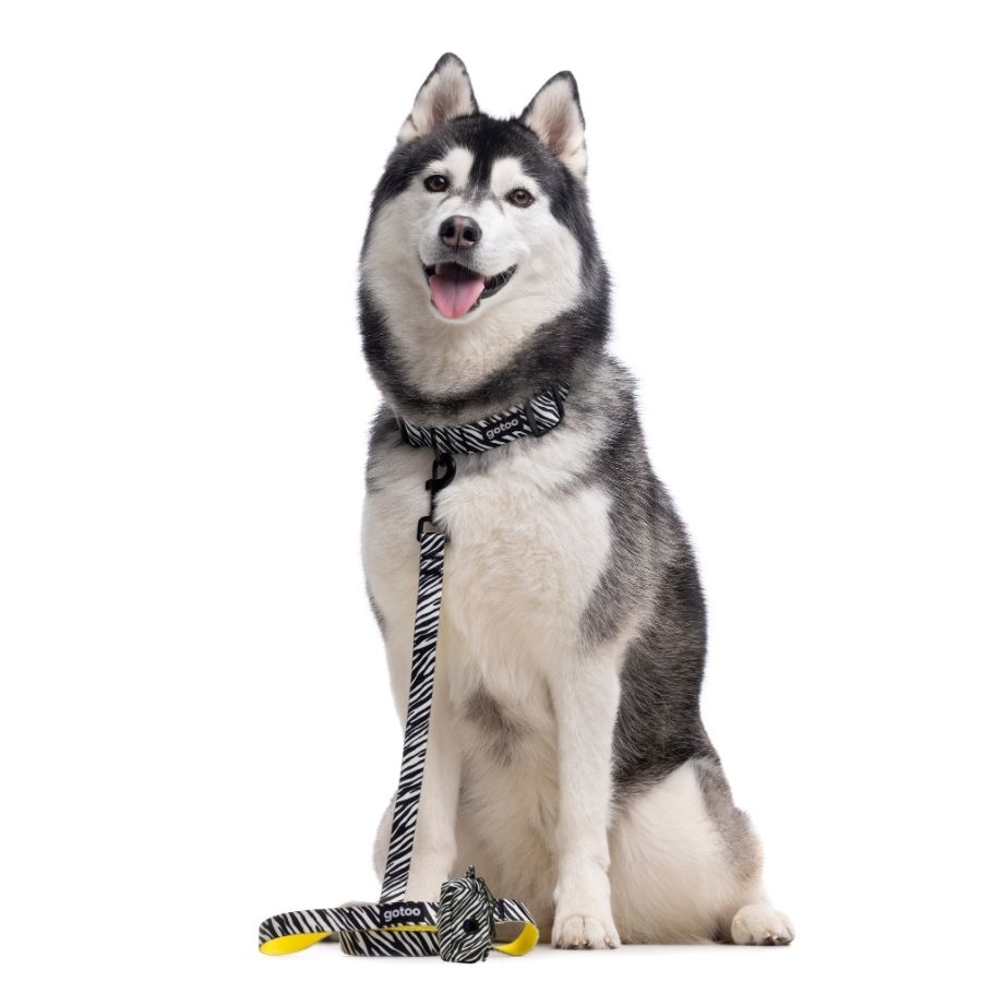 Correa con estampado de cebra para perros talla M, , large image number null