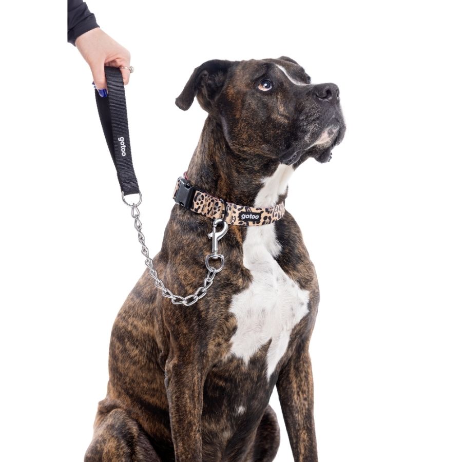 Correa con cadena resistente y asa de neopreno para perros