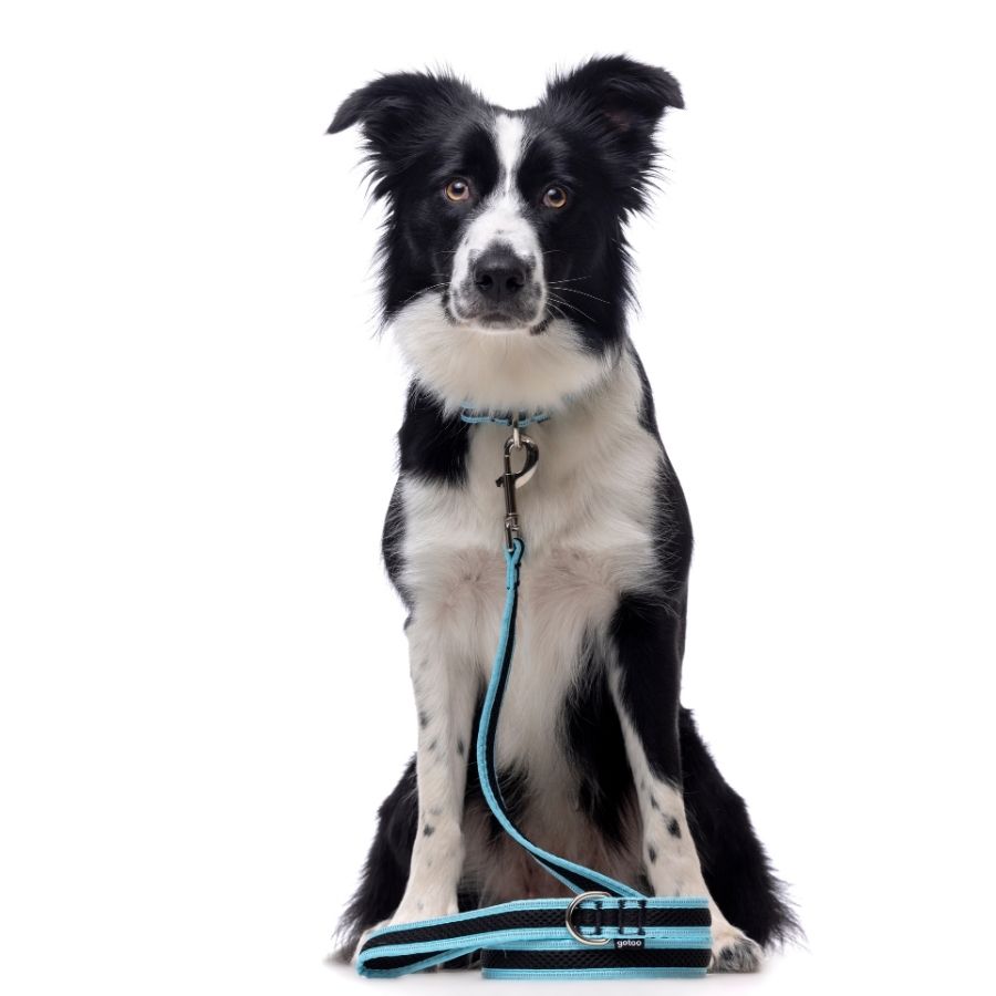 Correa turquesa de malla transpirable con costuras reflectantes para perros, , large image number null