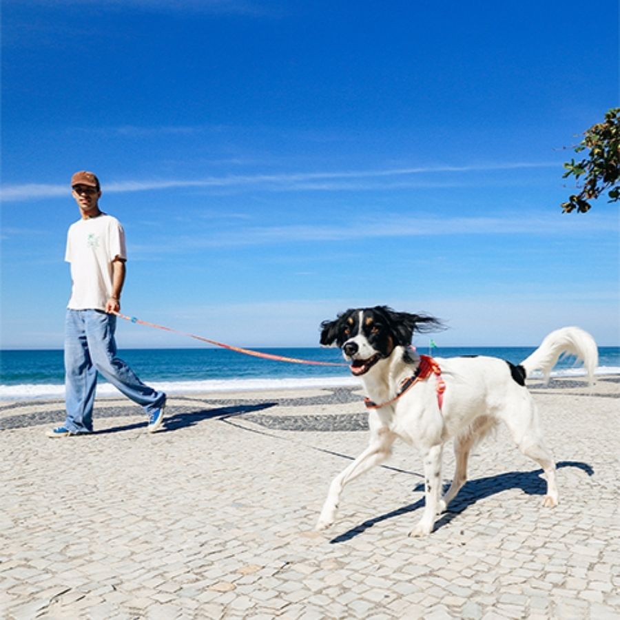 Correa larga samba para perros, , large image number null