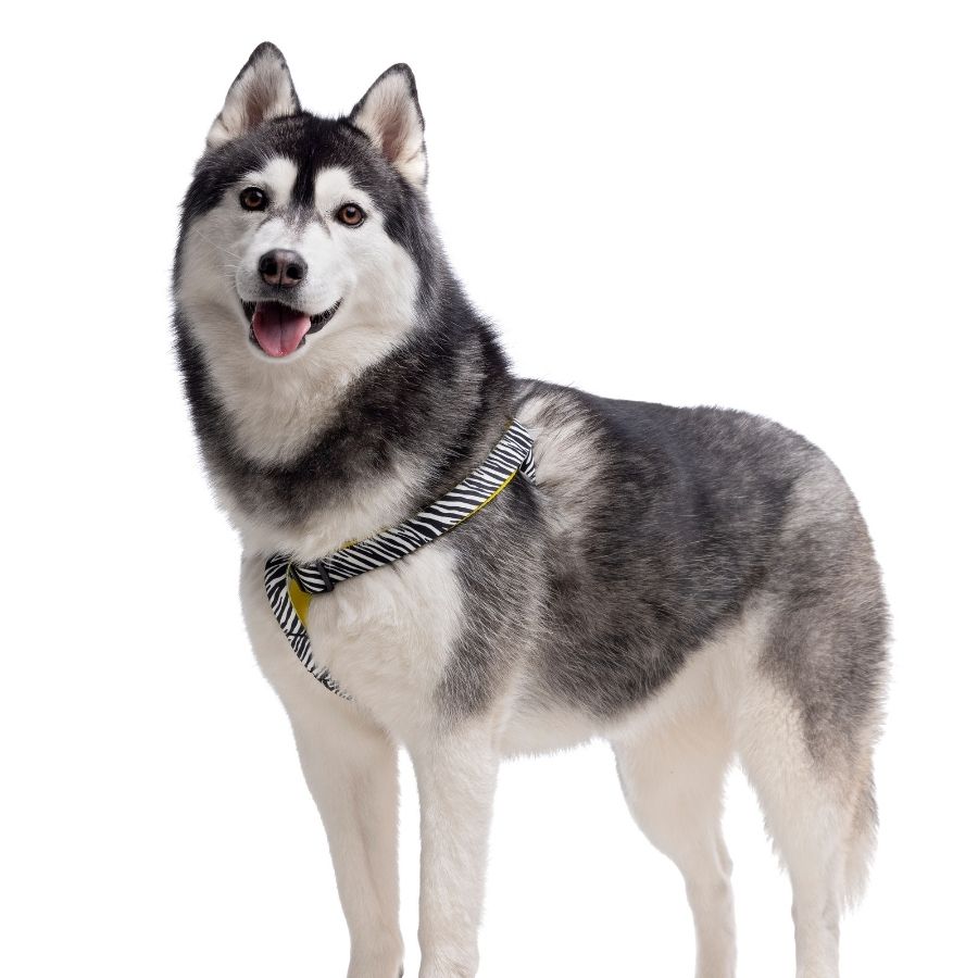 Arn&eacute;s con estampado de cebra ajustable para perros, , large image number null