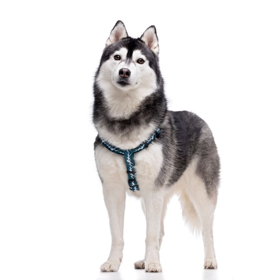 Arn&eacute;s con estampado de monta&ntilde;as para perros, , large image number null