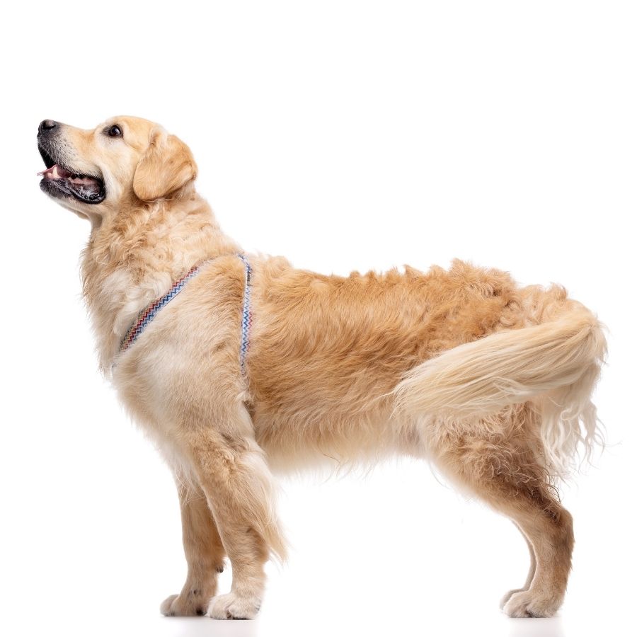 Arn&eacute;s con estampado zig-zag para perros, , large image number null