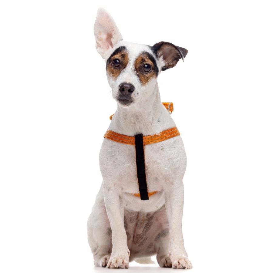 Arn&eacute;s reflectante con alcochado naranjo para perros, , large image number null