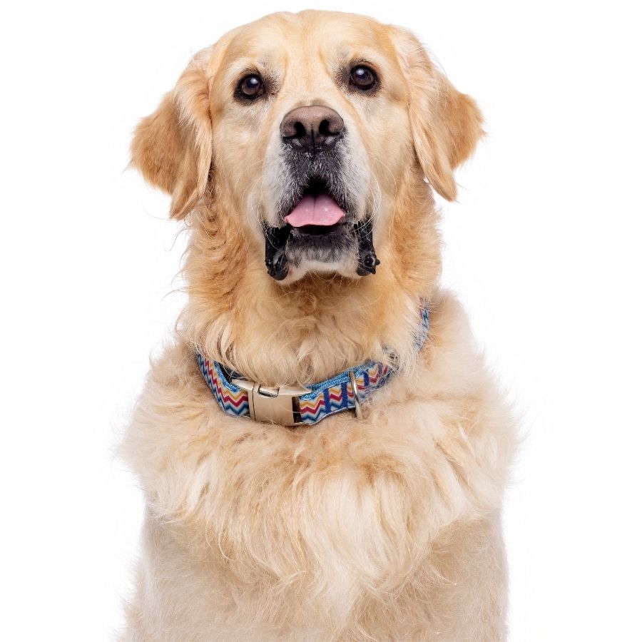 Collar ajustable con estampado zig-zag para perros, , large image number null