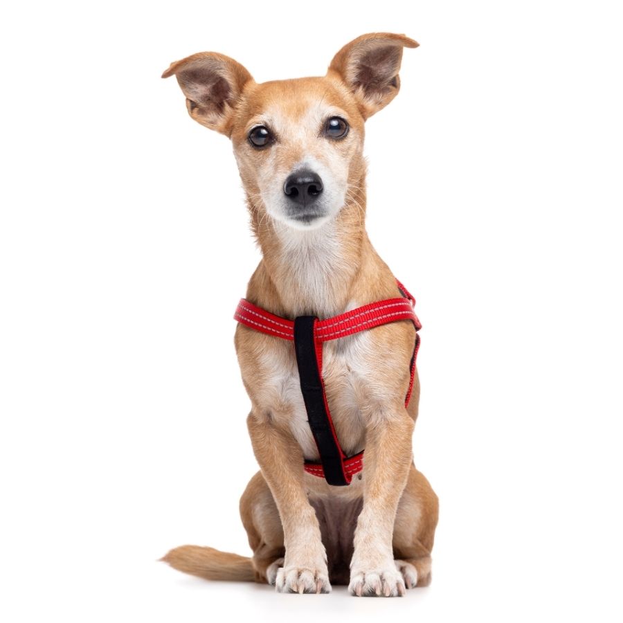 Arn&eacute;s rojo reflectante con acolchado ajustable para perros, , large image number null