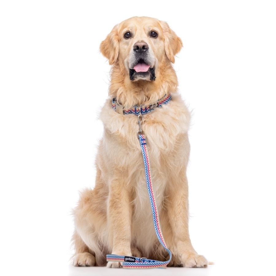 Correa con estampado zig-zag para perros talla M, , large image number null