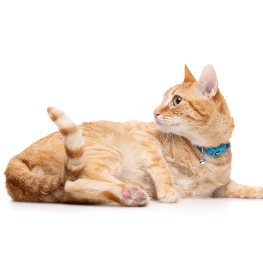 Collar azul con cinta reflectante y cascabel para gatos, , large image number null