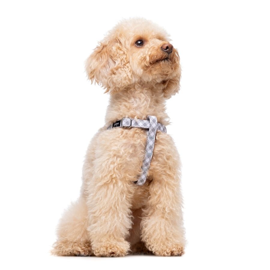 Arn&eacute;s con estampado Vichy para perros, , large image number null