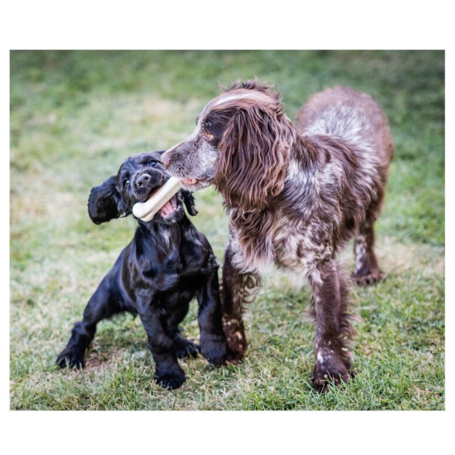 Ec pollo, , large image number null