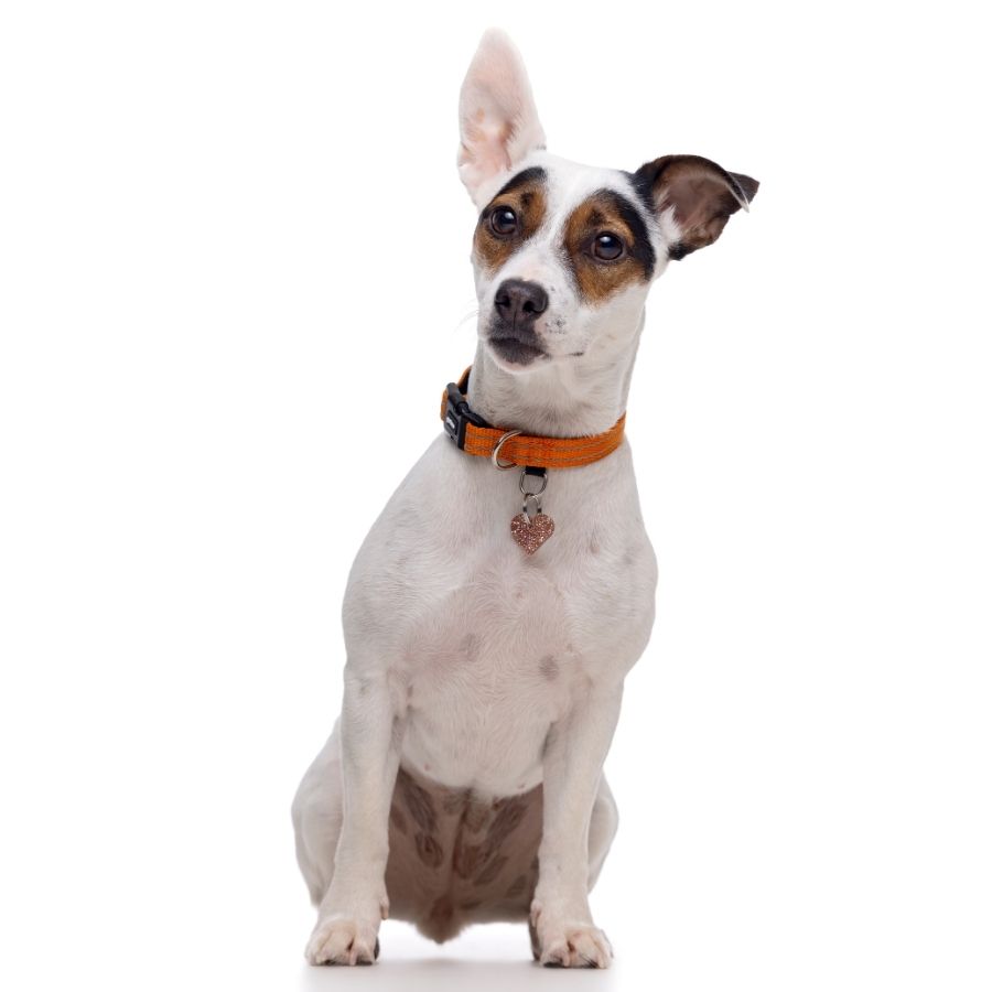 Collar reflectante con acolchado naranjo para perros, , large image number null