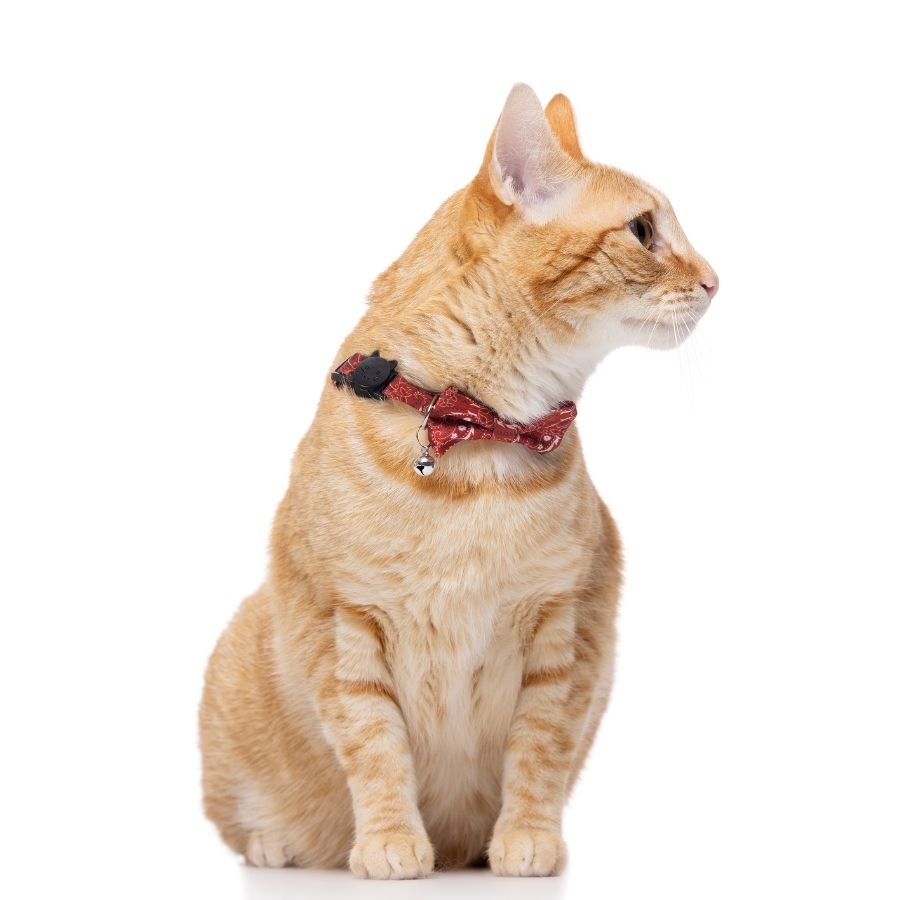 Collar con estampado de cachemira rojo y humita para gatos