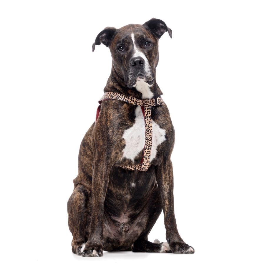 Arn&eacute;s con estampado animal print para perros