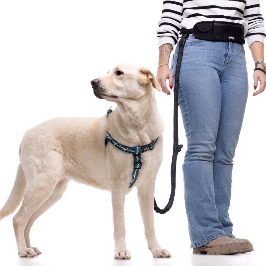 Banano y correa multiuso negra para perros, , large image number null