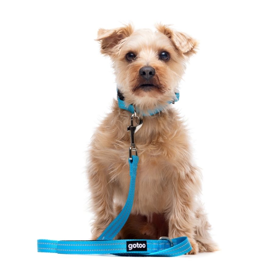 Correa azul reflectante con asa acolchada para perros, , large image number null