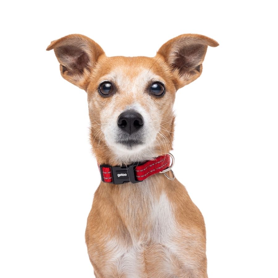 Collar rojo reflectante con acolchado ajustable para perros