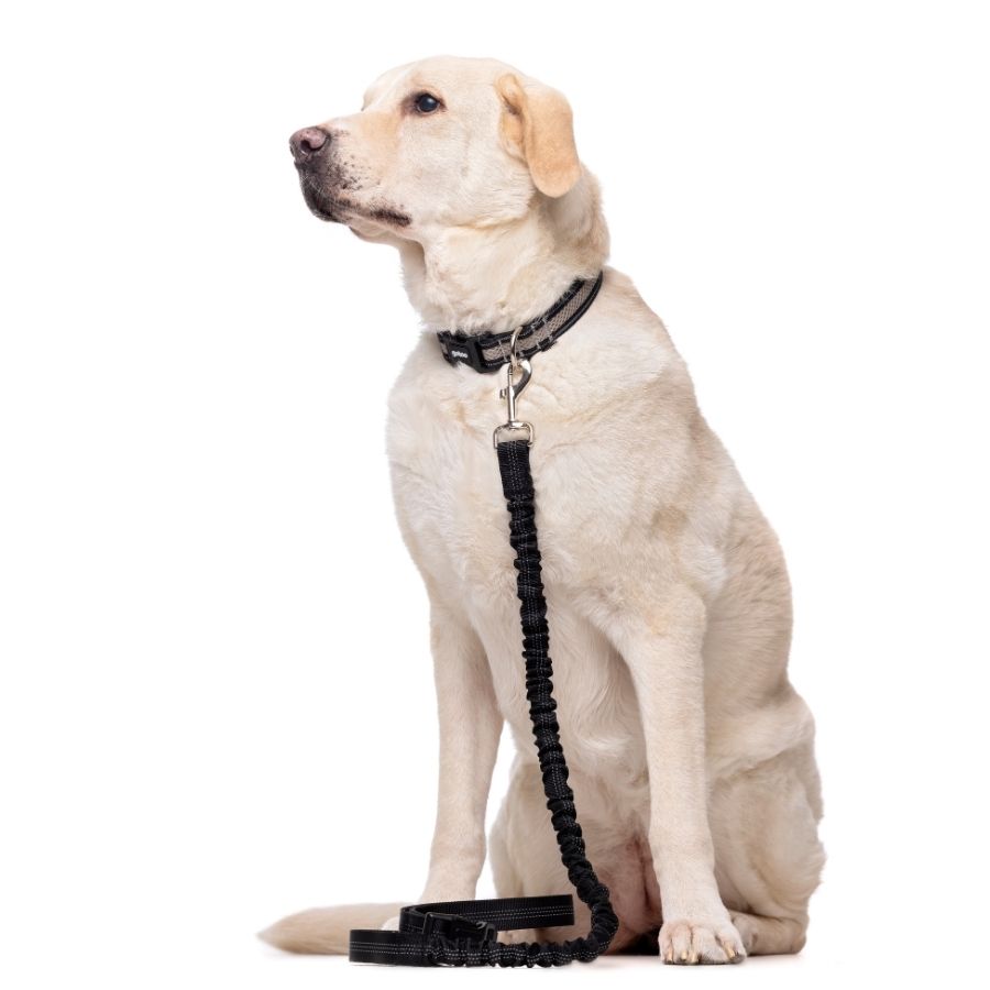 Correa negra dual con costuras reflectantes para perros