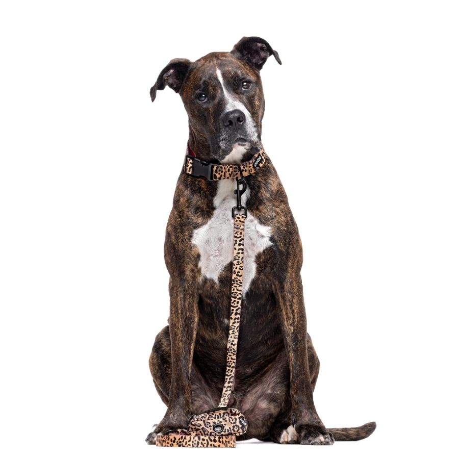 Correa estampada de leopardo Talla M para perros