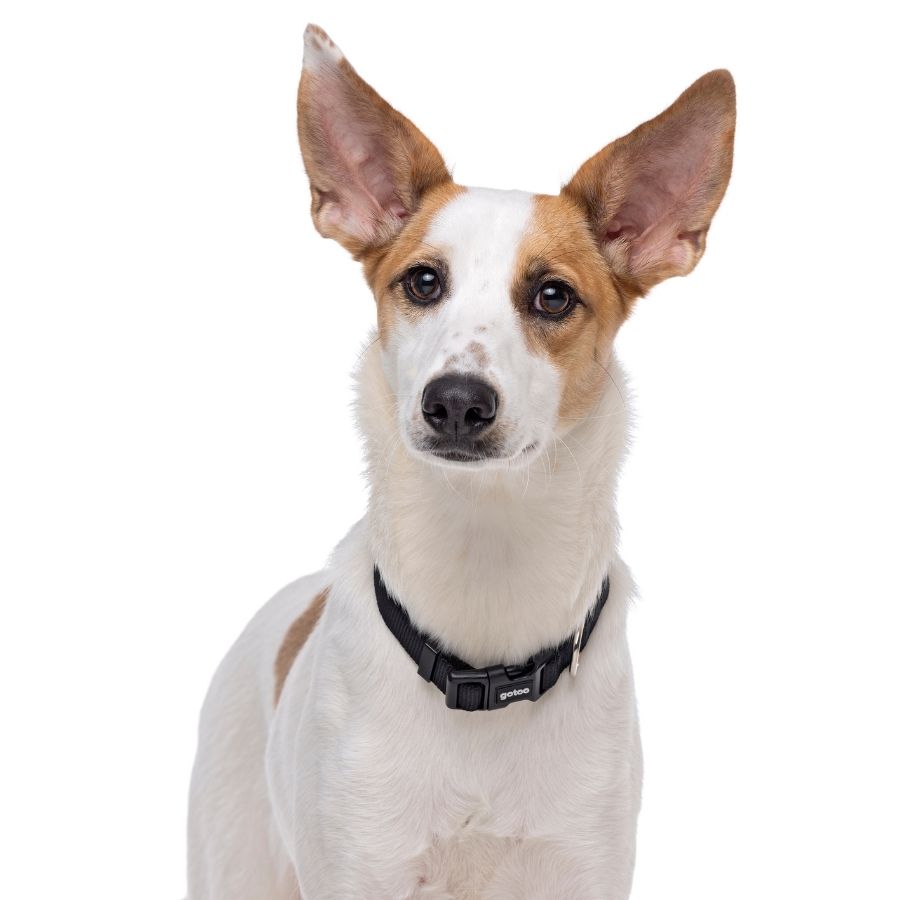 Collar negro ajustable para perros