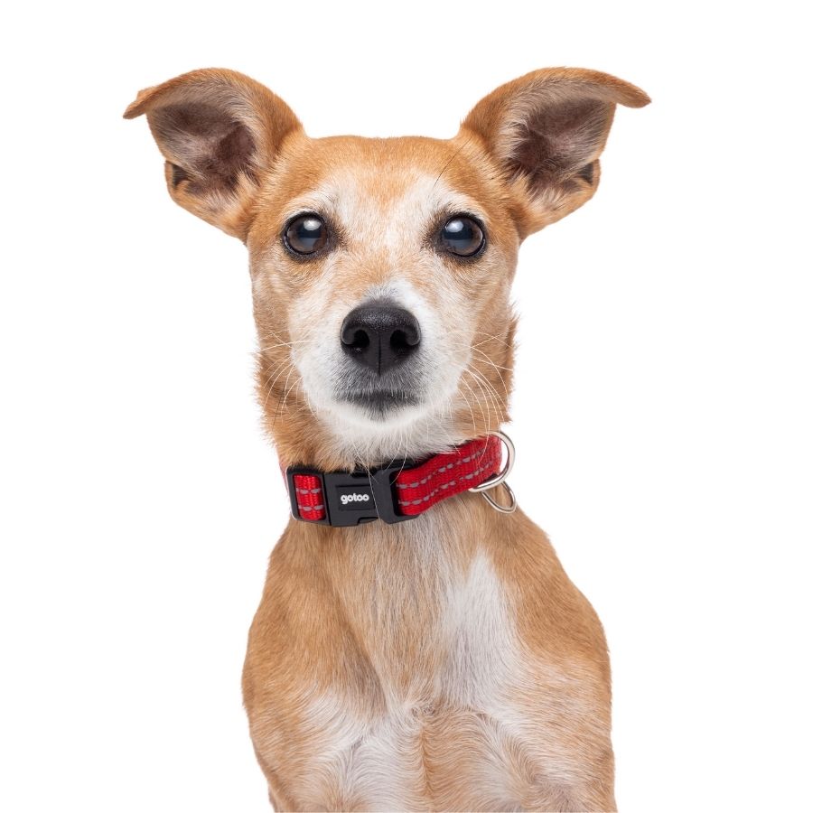 Collar reflectante con acolchado para perros Talla XL