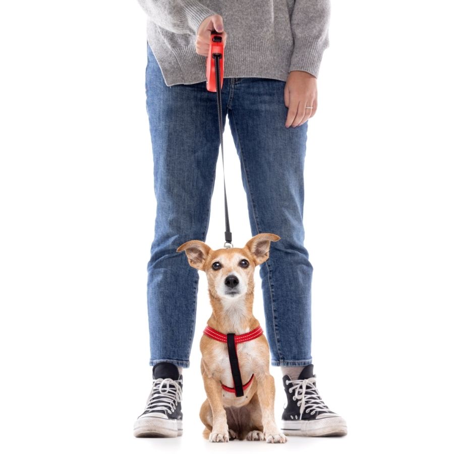 Gotoo Correa retr&aacute;ctil talla L 35 KG para perros, , large image number null