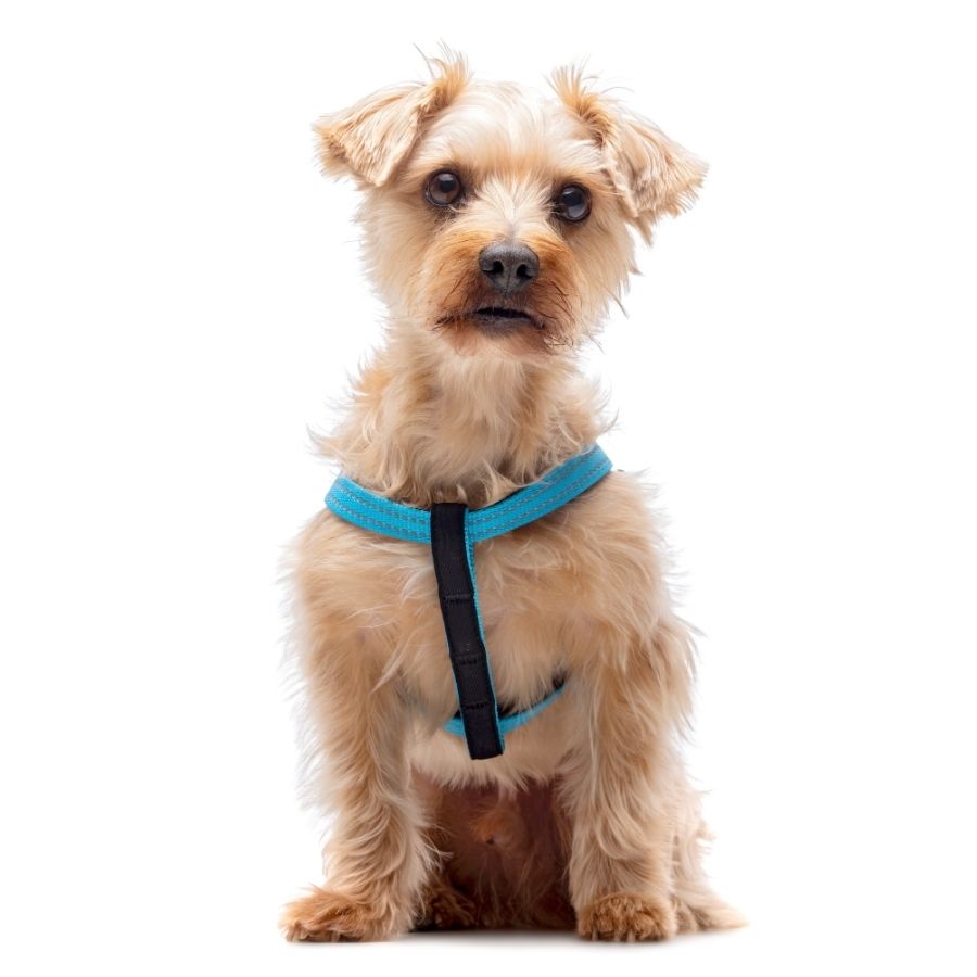 Arn&eacute;s azul reflectante con acolchado ajustable para perros