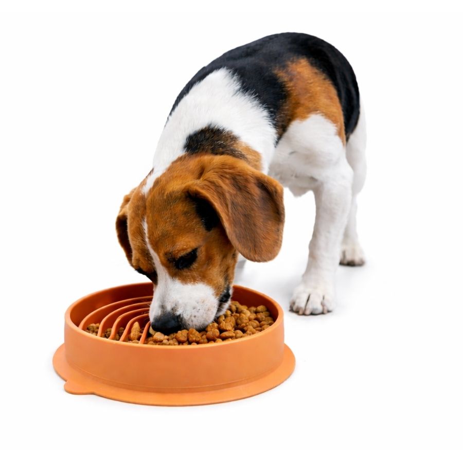 Leeby plato interactivo para mascotas comedero lento, , large image number null