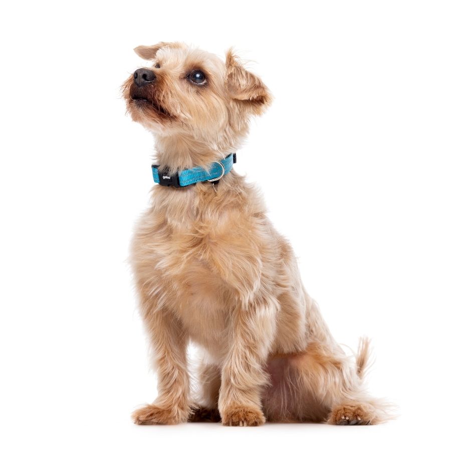 Collar azul reflectante con acolchado ajustable para perros