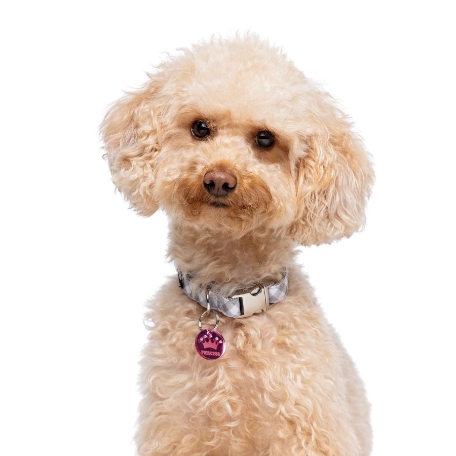 Collar con estampado Vichy para perros