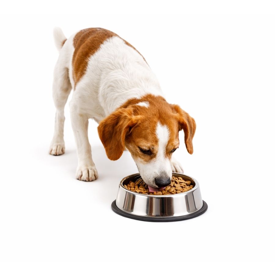 Leeby plato antideslizante de acero inox para mascotas, , large image number null