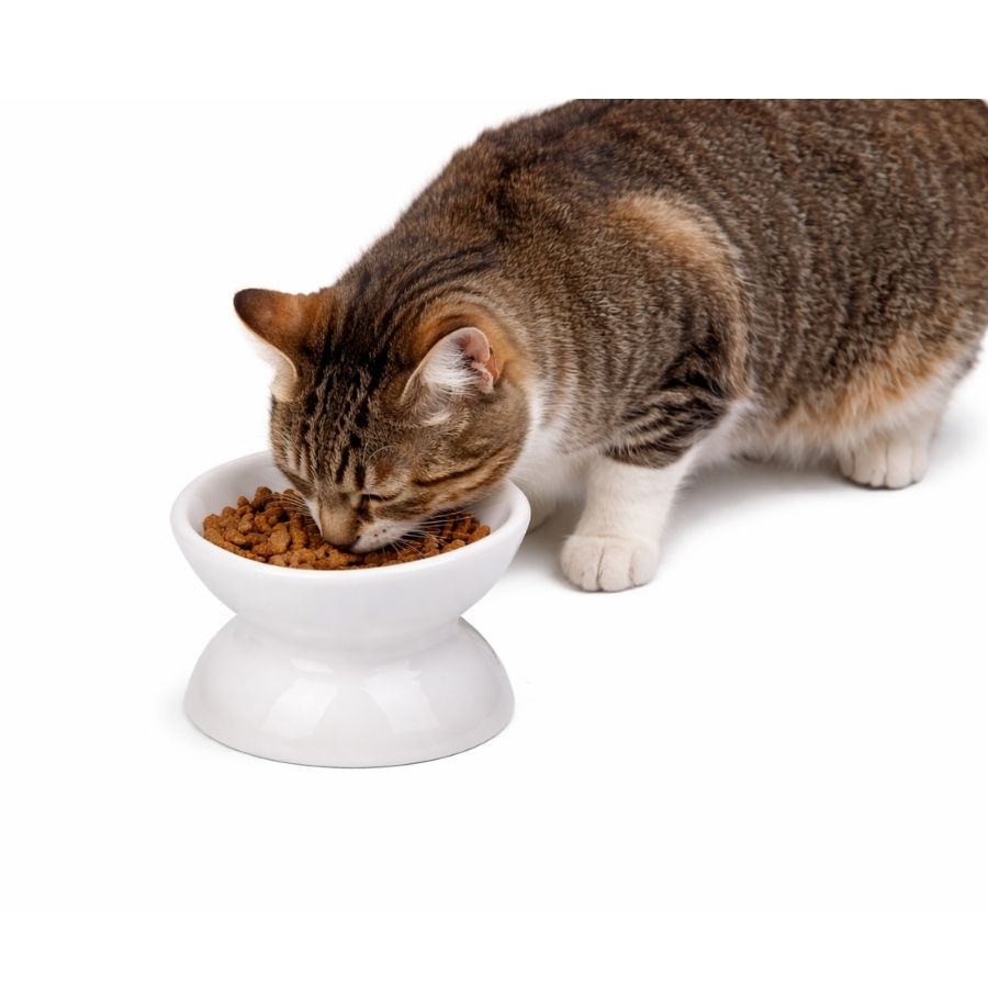 Leeby plato de ceramica elevado para gatos 120ML color blanco, , large image number null