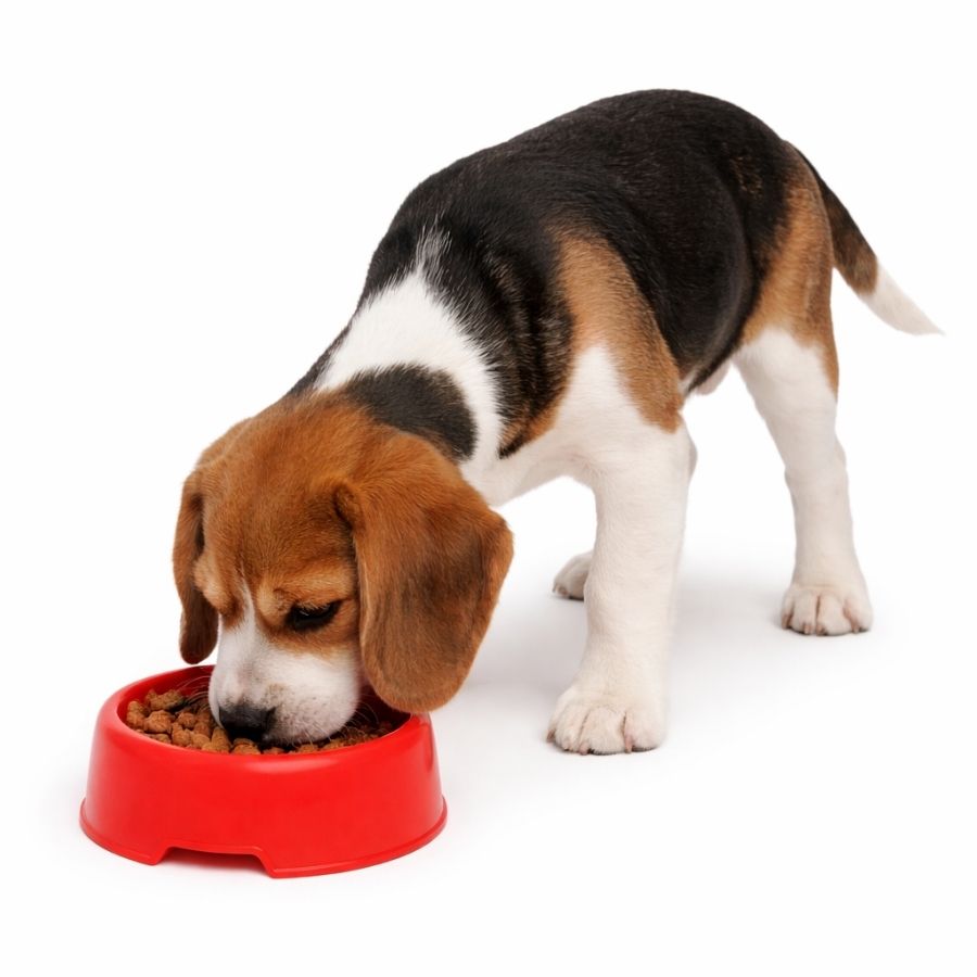 Leeby plato para mascotas color rojo plastico, , large image number null