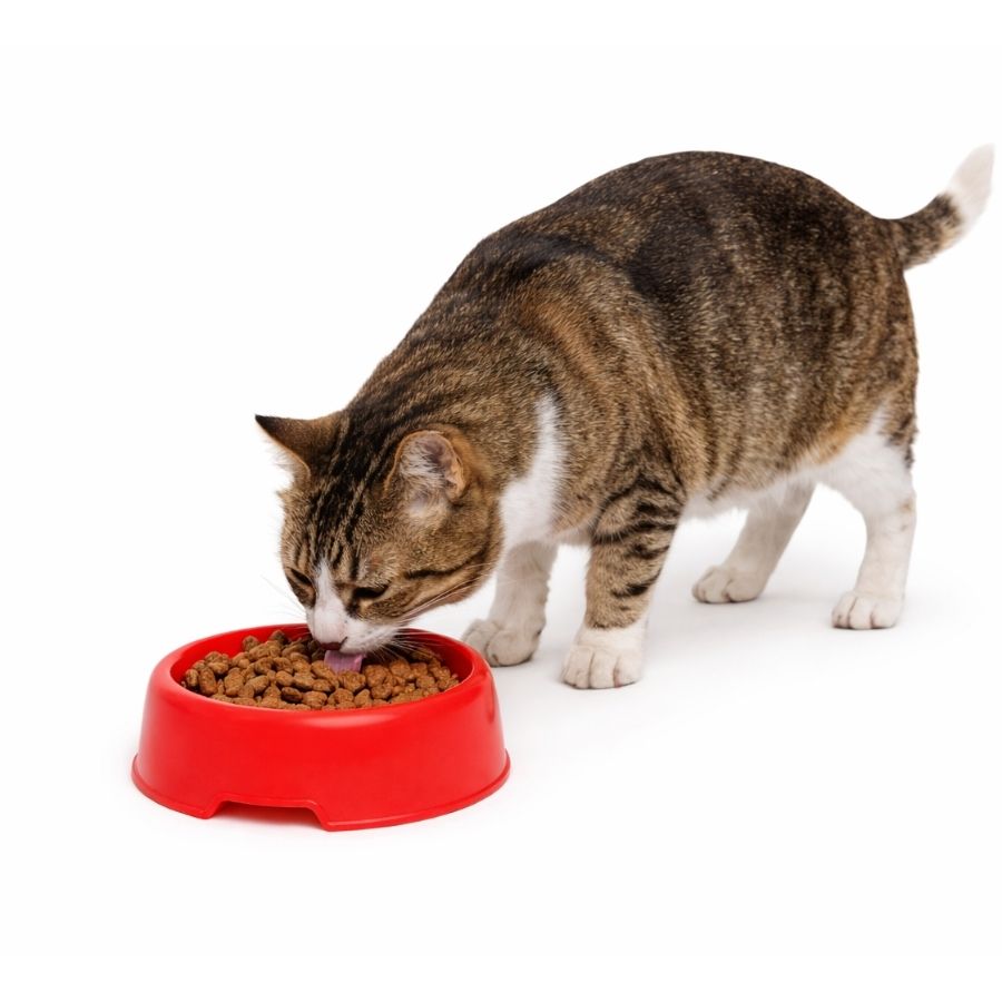 Leeby plato para mascotas color rojo plastico, , large image number null
