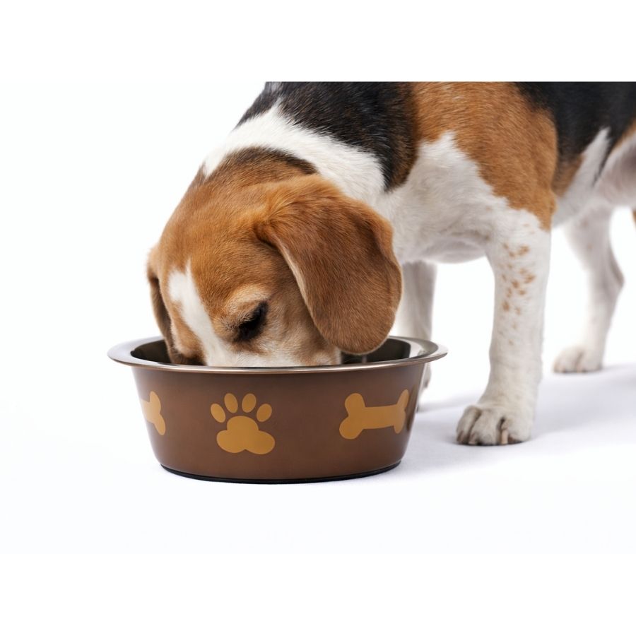 Leeby plato paw print acero inox para mascotas, , large image number null
