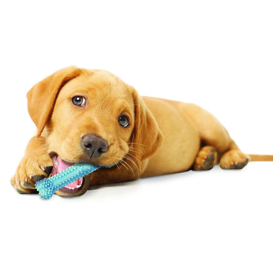 Dental para cachorro de pollo Talla XS, , large image number null