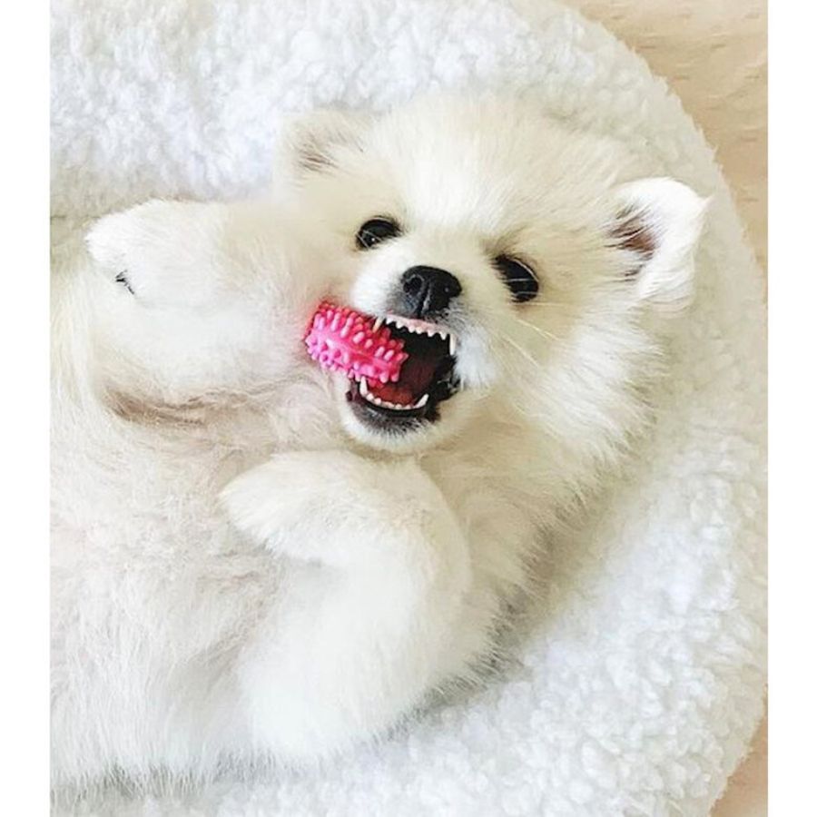 Dental para cachorro de pollo Talla XS, , large image number null